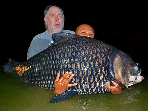 Giant Siamese Carp