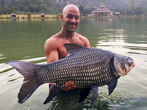 Giant Siamese Carp Phuket.