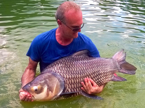 Giant Siamese Carp