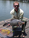 Giant Siamese Carp.