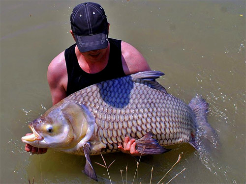 Giant Siamese Carp from Lake Monsters.