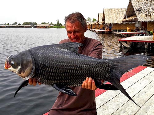 Giant Siamese Carp from the New Bungsamran