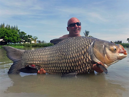 A huge Giant Siamese Carp.