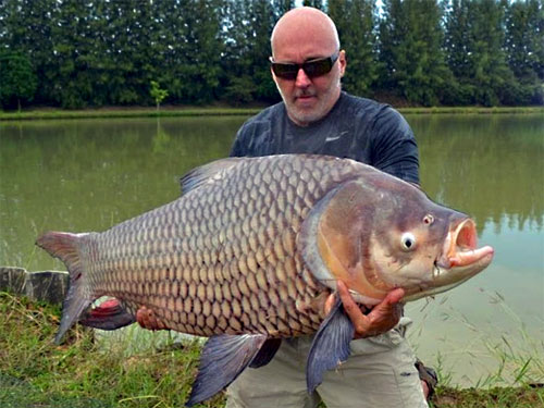 Giant Siamese Carp from Lake Monsters.