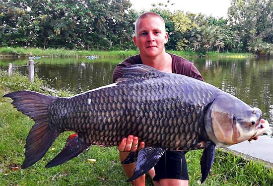 Giant Siamese Carp from Taipar Lake.