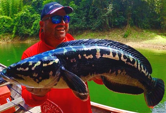 Jungle Fishing Thailand, Giant Snakehead - Fishing Khao Lak