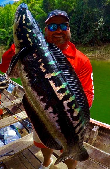 Giant Snakehead Jungle fishing Thailand.