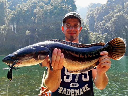 Giant Snakehead Jungle fishing Thailand.