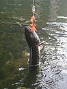 Giant Snakehead jungle fishing.