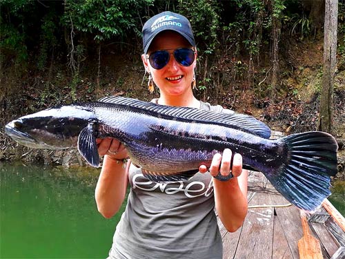 Giant Snakehead Jungle fishing Thailand.