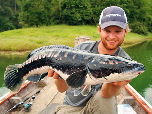 Giant Snakehead Jungle fishing Thailand.