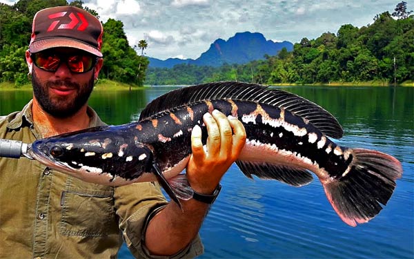 Giant Snakehead Jungle fishing Thailand.