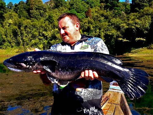 Giant Snakehead Jungle fishing Thailand.