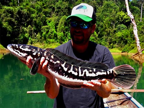 Giant Snakehead Jungle fishing Thailand.