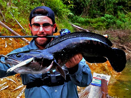 Giant Snakehead Jungle fishing Thailand.