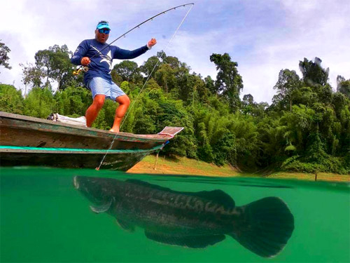 Jungle Fishing Thailand, Giant Snakehead - Fishing Khao Lak