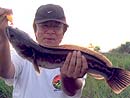 Giant Snakehead on a surface lure.