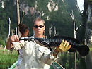 Giant Snakehead jungle fishing.