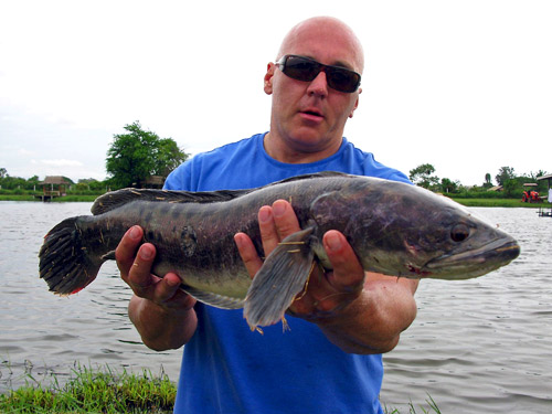 Nice Giant Snakehead.