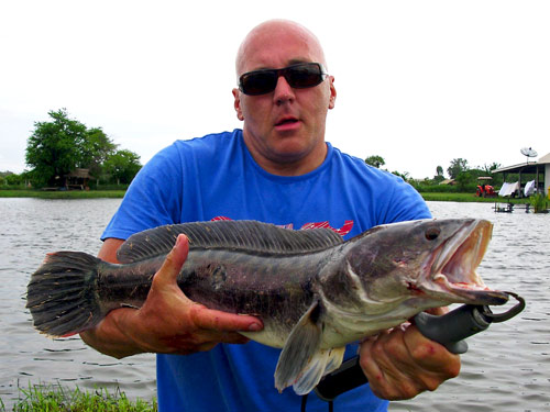 A nice Giant Snakehead on Lure.