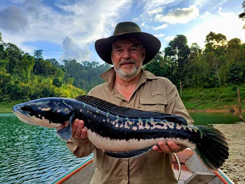 Giant Snakehead Jungle fishing Thailand.