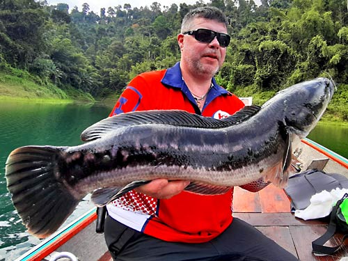 Giant Snakehead Jungle fishing Thailand.