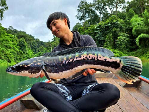 Giant Snakehead Jungle fishing Thailand.