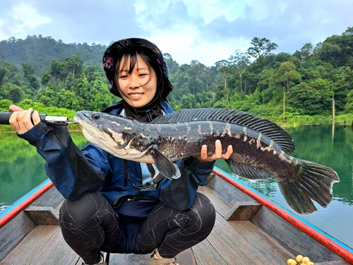 Giant Snakehead Jungle fishing Thailand.