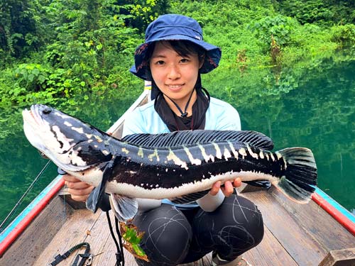 Giant Snakehead Jungle fishing Thailand.