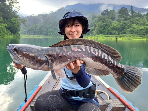 Giant Snakehead Jungle fishing Thailand.