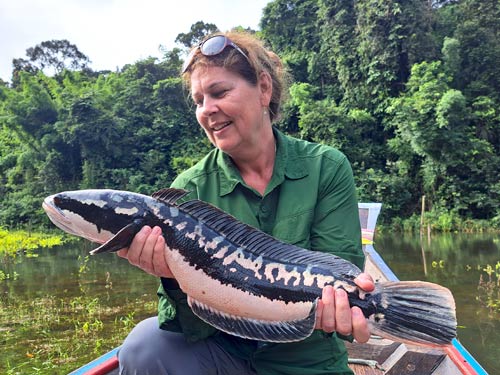 Giant Snakehead Jungle fishing Thailand.