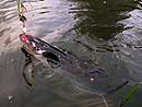 Giant Snakehead on a surface lure.