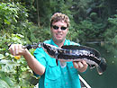 Giant Snakehead jungle fishing.