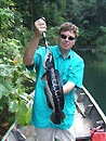 Giant Snakehead jungle fishing.