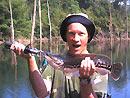 Giant Snakehead jungle fishing.