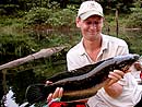 Giant Snakehead jungle fishing.