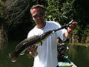 Giant Snakehead jungle fishing.