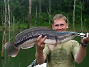 Giant Snakehead from Cheow Lan.