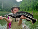 Giant Snakehead jungle fishing.