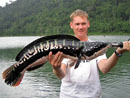 Giant Snakehead jungle fishing.