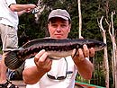 Giant Snakehead jungle fishing.