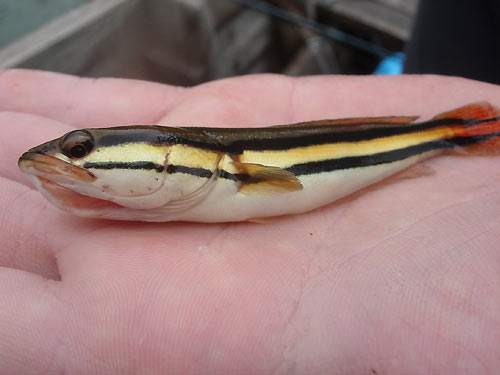 Giant Snakehead on a surface lure.