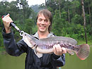 Giant Snakehead jungle fishing.