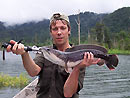 Giant Snakehead from Cheow Lan.