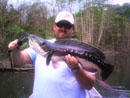 Giant Snakehead from Cheow Lan.