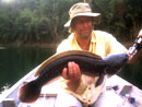 Giant Snakehead from Cheow Lan.