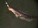 Giant Snakehead on a surface lure.