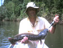 Giant Snakehead from Cheow Lan.