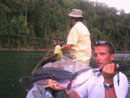 Giant Snakehead from Cheow Lan.