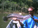 Giant Snakehead from Cheow Lan.